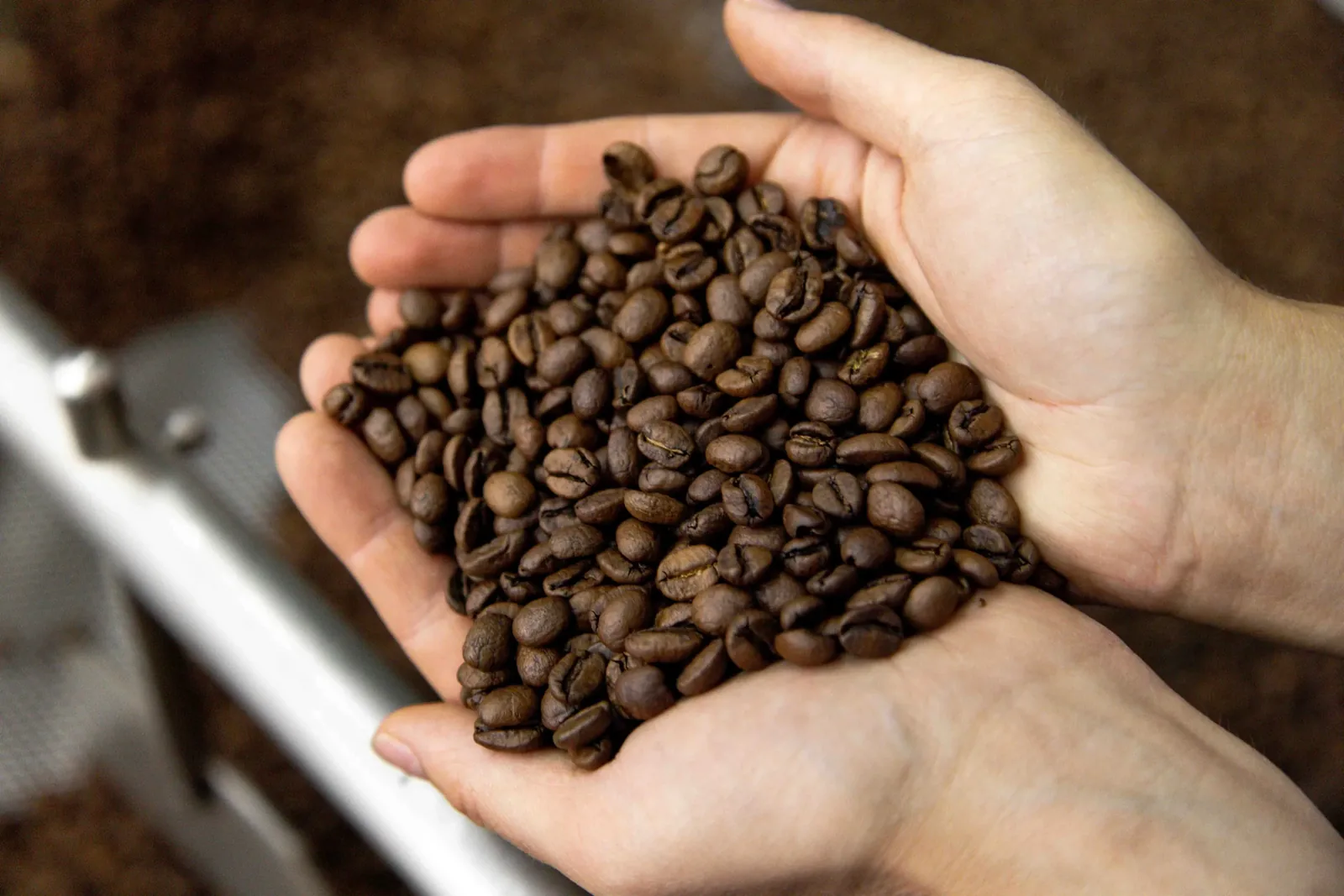 Hands holding fresh-roasted coffee beans