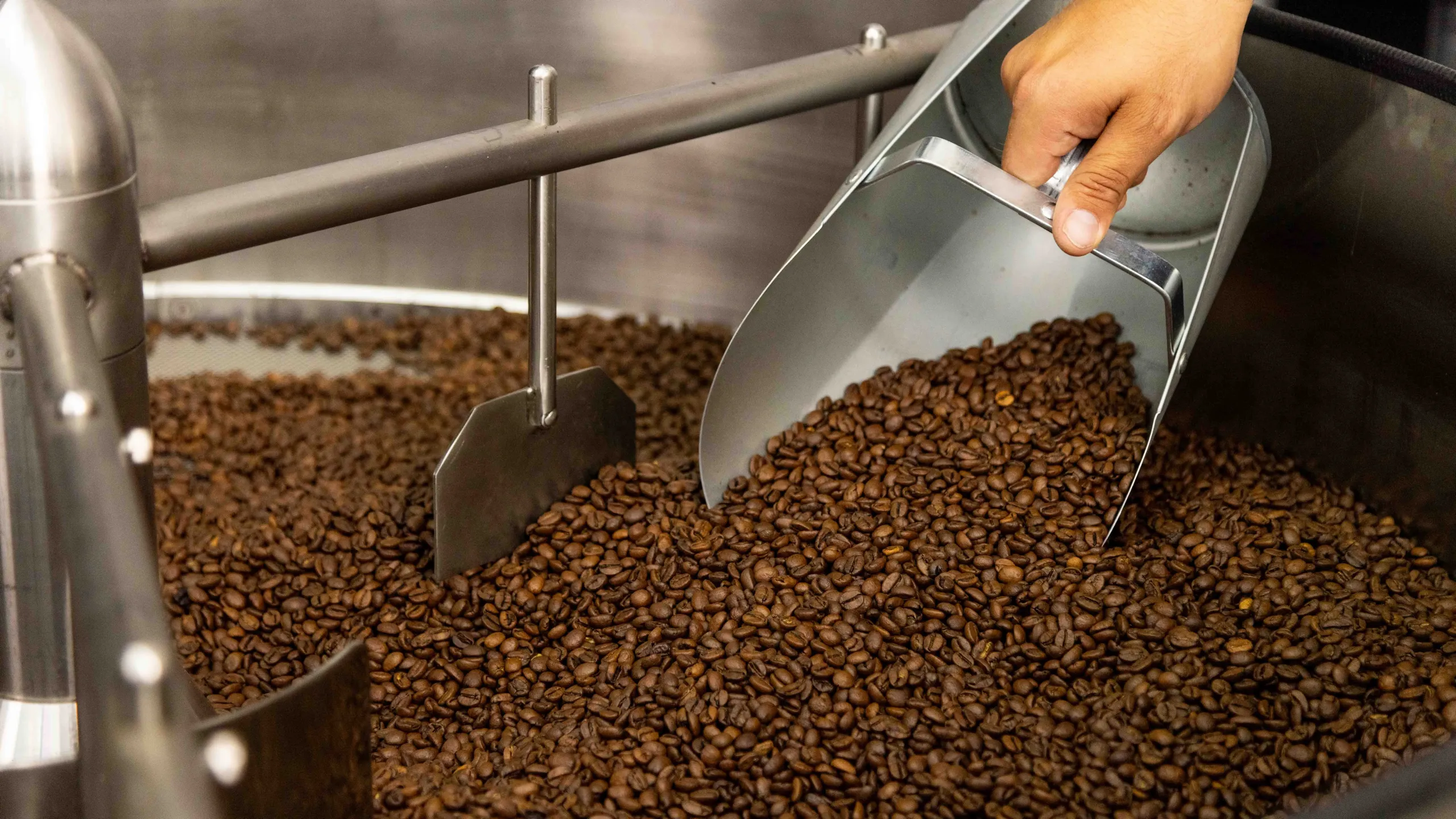 Fresh-roasted beans being scooped from the cooling tray at the Roastify roastery