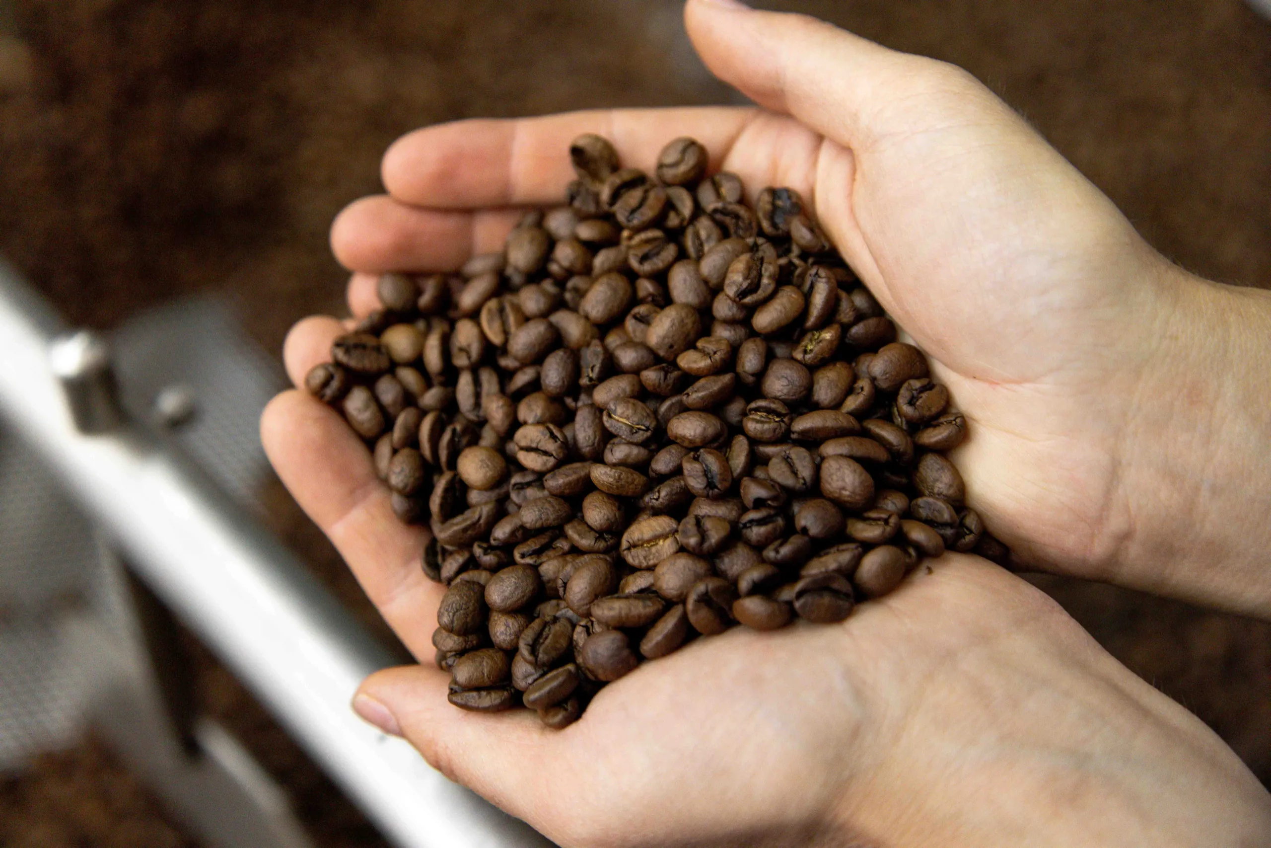 Hands holding freshly roasted specialty-grade coffee beans